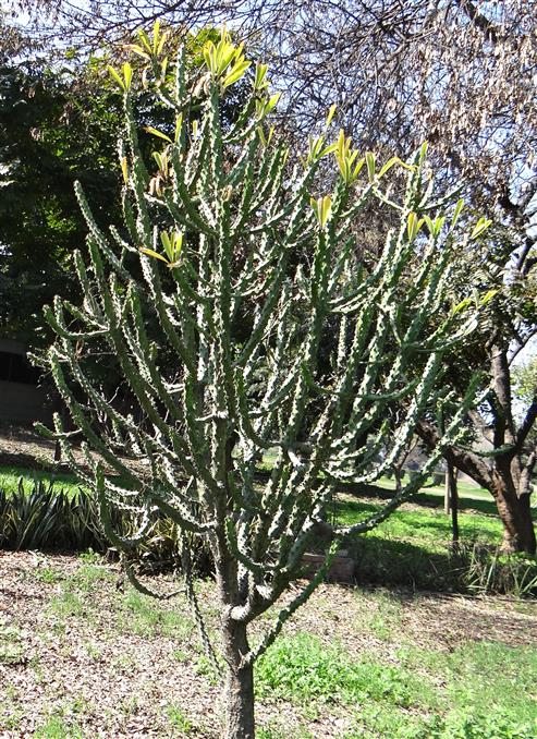 Euphorbia neriifolia